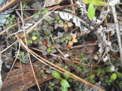 Nertera dichondrifolia