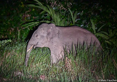 Elephas maximus borneensis