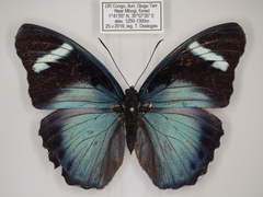 Euphaedra preussi preussi