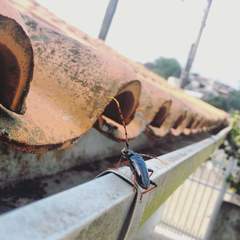 Andraegoidus rufipes