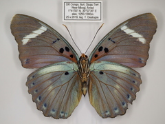 Euphaedra preussi preussi