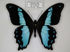 Papilio chrapkowskii