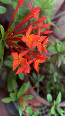 Ixora coccinea
