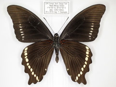 Papilio chrapkowskii