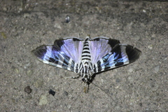 Lypotigris reginalis