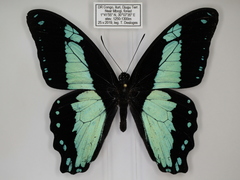 Papilio chrapkowskoides chrapkowskoides