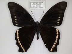 Papilio chrapkowskoides chrapkowskoides