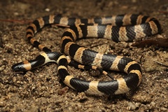 Sichuan Wolf Snake photo 2