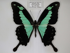 Papilio phorcas congoanus