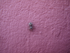Salticus scenicus