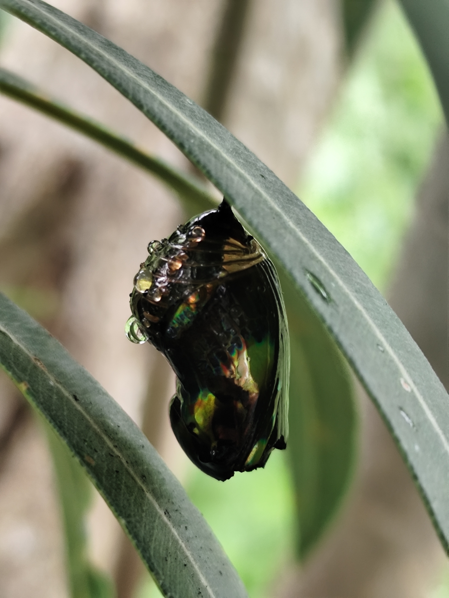 Common Crow