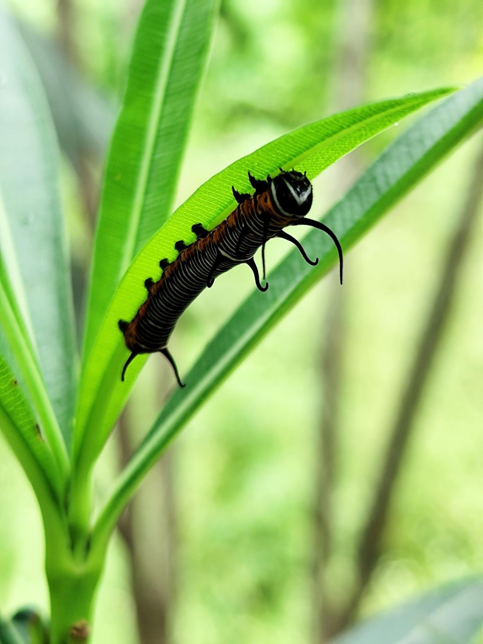 Common Crow