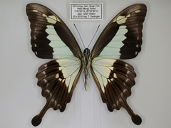 Papilio phorcas congoanus