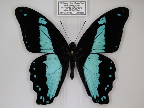 Broadly Green-banded Swallowtail