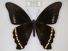 Papilio chrapkowskoides chrapkowskoides
