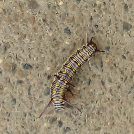 Plain Tiger