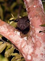 Arctictis binturong