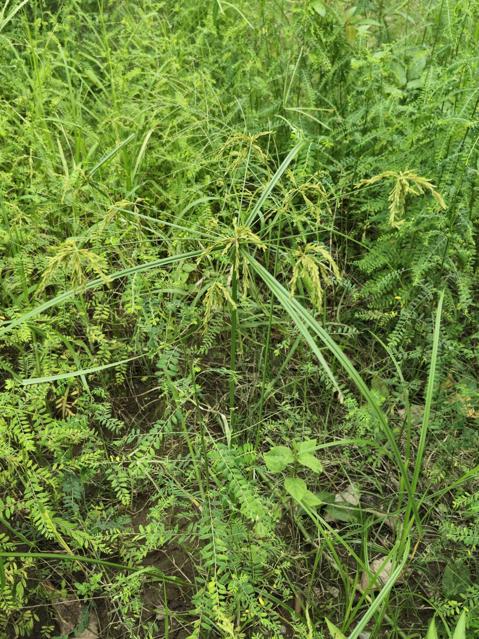 Cyperus iria — ảnh 2