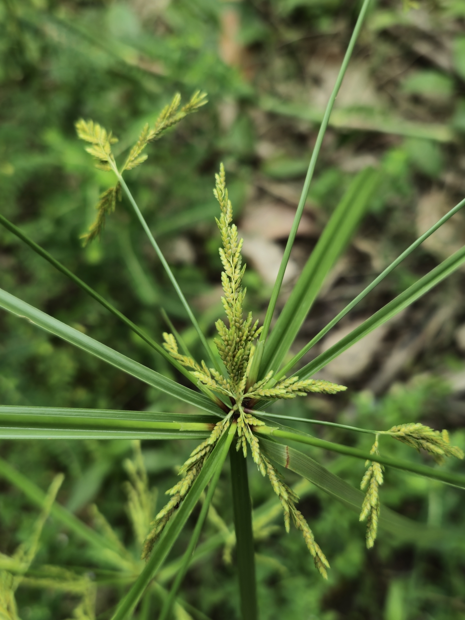 Cyperus iria — ảnh 3