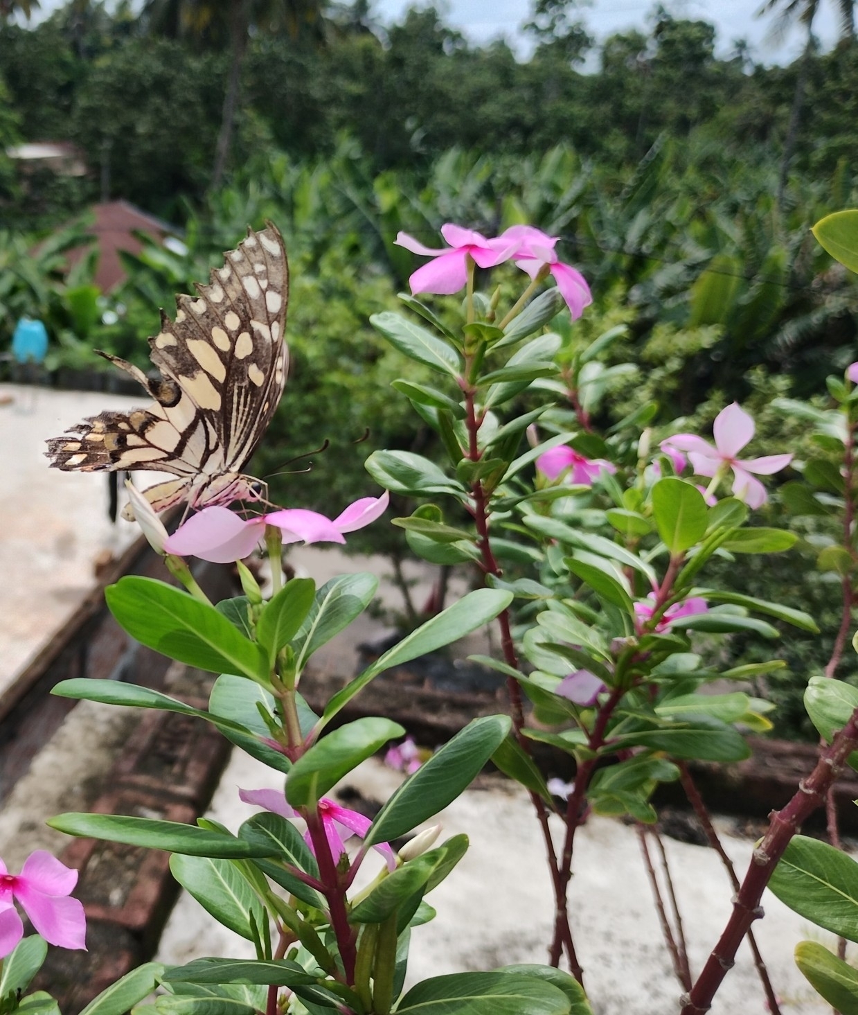 Lime Swallowtail