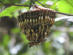 Apoica