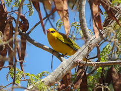 Oriolus auratus