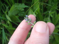Myosotis discolor