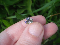 Myosotis discolor