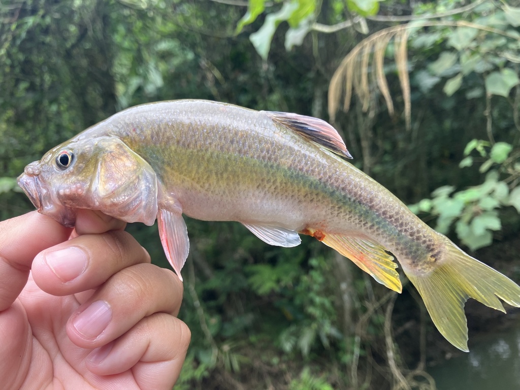 Taiwan torrent minnow (Candidia barbata) — Cyprinidae
