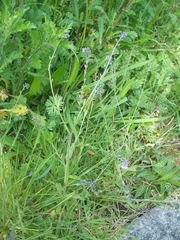 Myosotis discolor