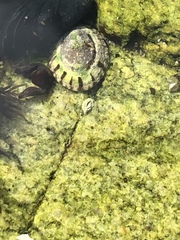 Cellana radians