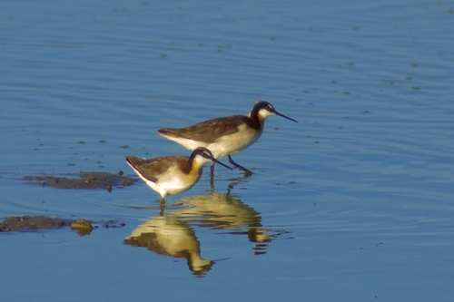 Phalarope de Wilson