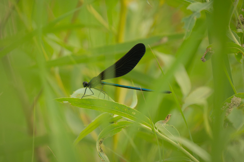 Atrocalopteryx atrata