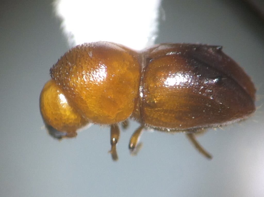 Taurodemus