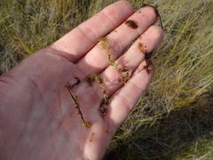 Utricularia intermedia