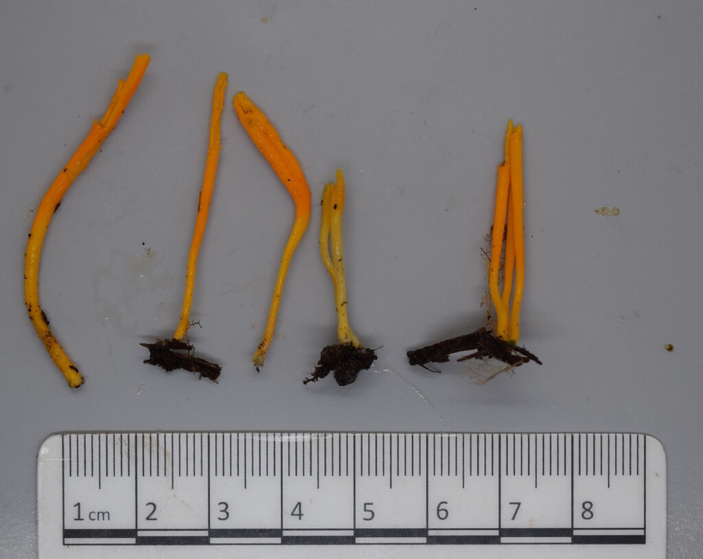 Clavulinopsis depokensis · June 2025 · photo: © davidwhyte (iNaturalist, cc-by-sa)