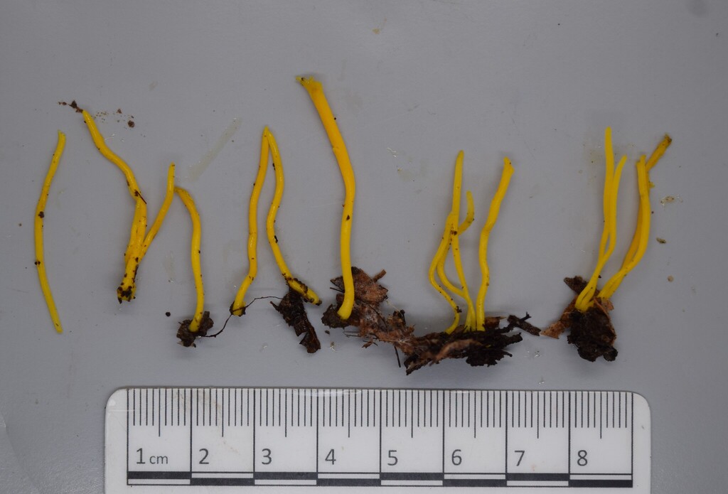 Clavulinopsis simplex · June 2025 · photo: © davidwhyte (iNaturalist, cc-by-sa)
