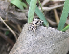 Habronattus cuspidatus