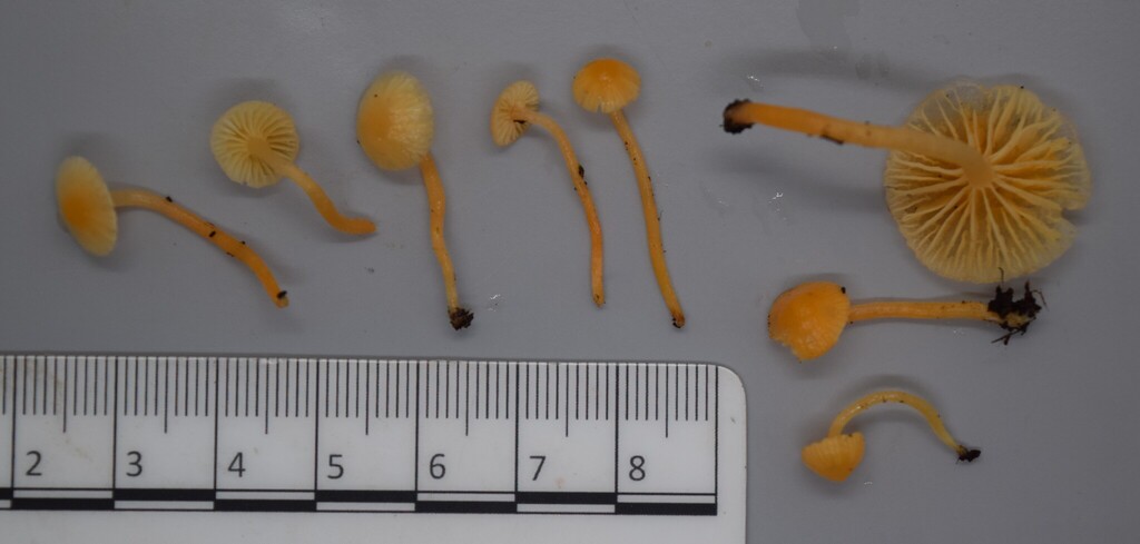 Cuphophyllus aurantiopallens