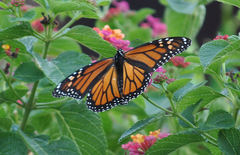 Danaus plexippus