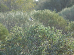 Aphelocephala leucopsis