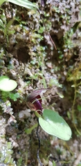 Corybas orbiculatus