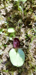 Corybas orbiculatus