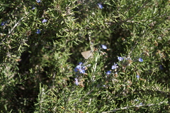 Deudorix livia