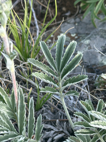 Woolly Cinquefoil