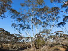 Eucalyptus oleosa oleosa