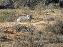 Lasiorhinus latifrons