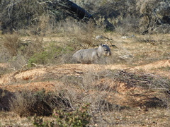 Lasiorhinus latifrons