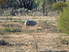 Lasiorhinus latifrons