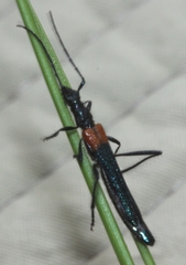Oroderes humeralis